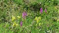 Cowslip and Early Purple Orchid (5)